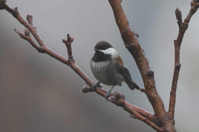 Boreal Chickadee Perched on Snowy Winter Branch
