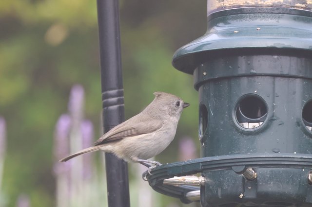 Tufted Titmouse Perched on Backyard Bird Feeder