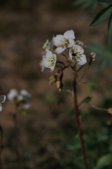 White Geranium Blossoms