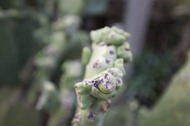 Close-up of Damaged Succulent Plant Cluster