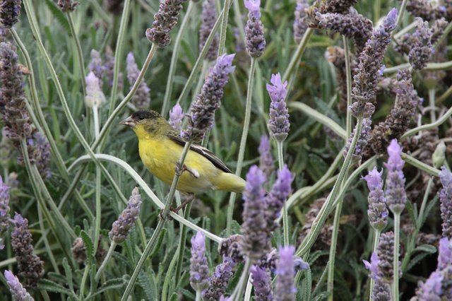 Lesser Goldfinch Perched Among Blooming Lavender