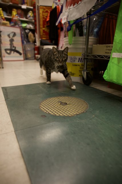 Chinatown Encounter: Feline on the Prowl