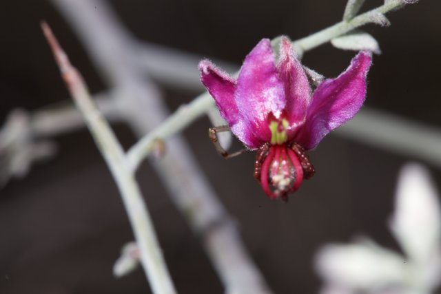 Spider on a Geranium Flower