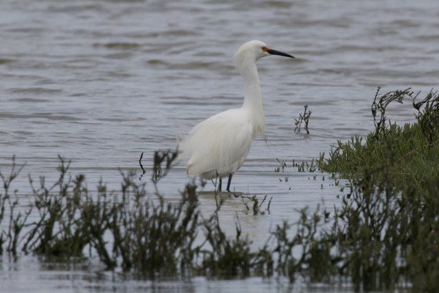 Serene Elegance