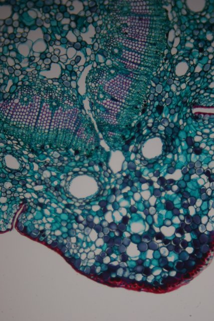 Close-Up of a Multicolored Plant Cell