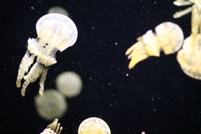 The Magnificence of Jellyfish Captured in an Aquarium