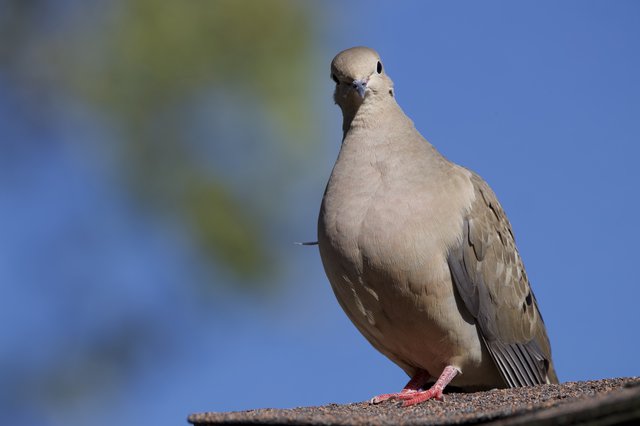 Eurasian Collared-Dove Close-Up Portrait on Rooftop