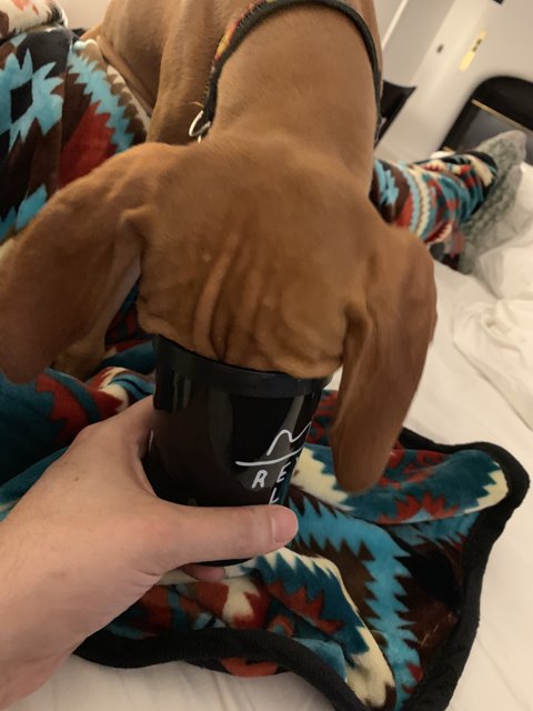 Canine Coffee Break