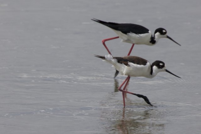 Ballet on Stilts