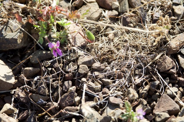 Hardy Wildflowers Persist Among Rocky Desert Terrain
