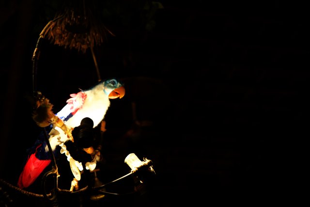 Meet the Enchanting Macaw at Disneyland