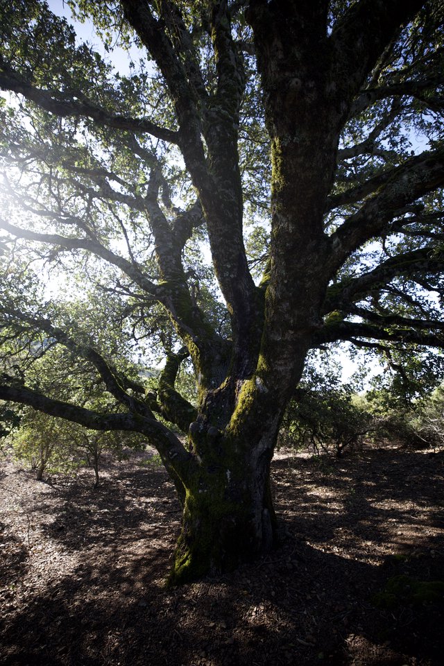 Ancient Moss-Covered Oak Stands Sentinel at Mount Diablo