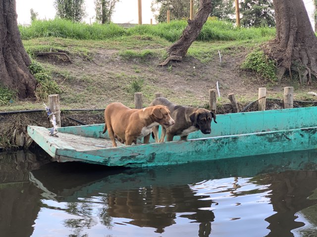 Two Canine Companions on a Boat Adventure