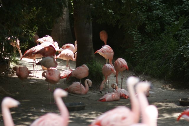 Flock of Flamingos in the Zoo