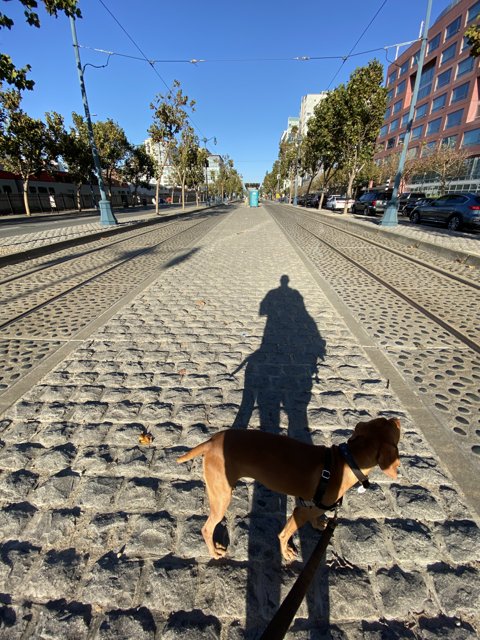 Urban Adventure: A Dog's Walk Through the City