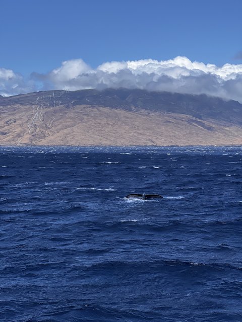 Majestic Humpback Whale in the Pacific
