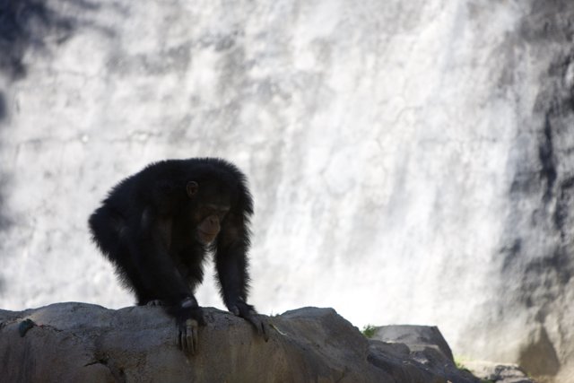 Chimpanzee King of the Rocks