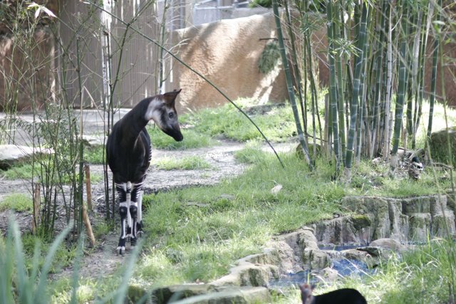 Striped Antelope in the Zoo