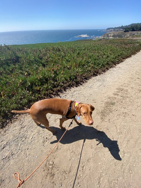 A Canine Walks Along the Coastal Path