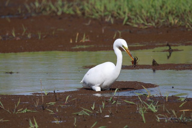 Great Egret Catches Crayfish in Wetland Marsh