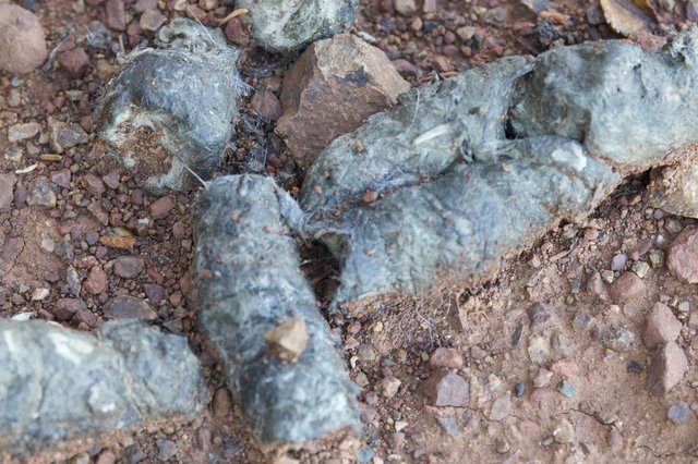 Owl Pellets Clustered Among Rocky Desert Soil