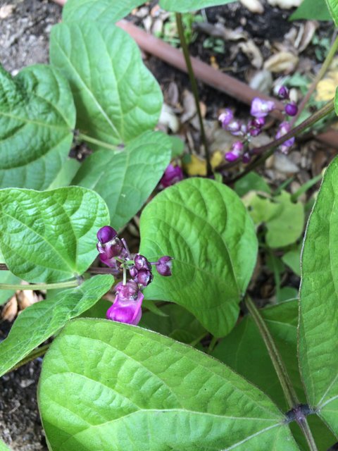Purple Acanthaceae Plant in Altadena