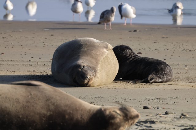 Elephant Seal Mother and Pup Resting on Beach
