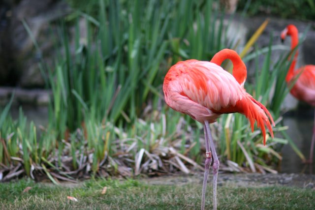 Flamingo on Land