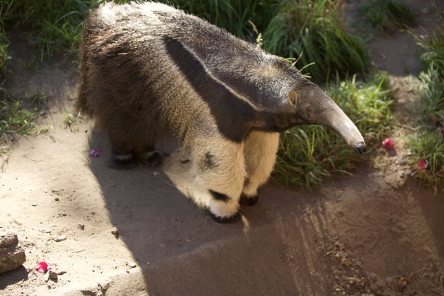 Anteater Enigma at San Francisco Zoo