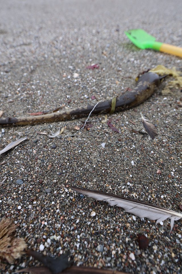 Beach Debris and Toy Spade on Sandy Shore