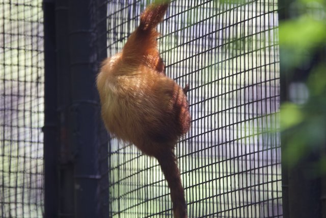 A Glimpse at Playful Acrobatics - Monkey at Honolulu Zoo