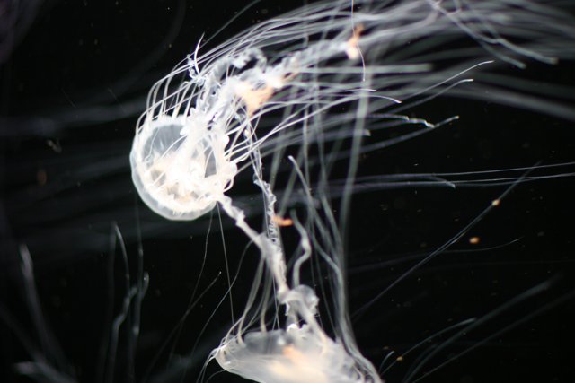 The Graceful Jellyfish