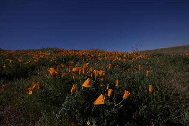 Serene Poppy fields of California