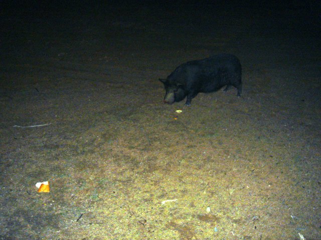 Nighttime Boar