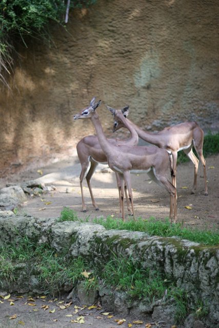Majestic Impalas and Antelopes at Zoo