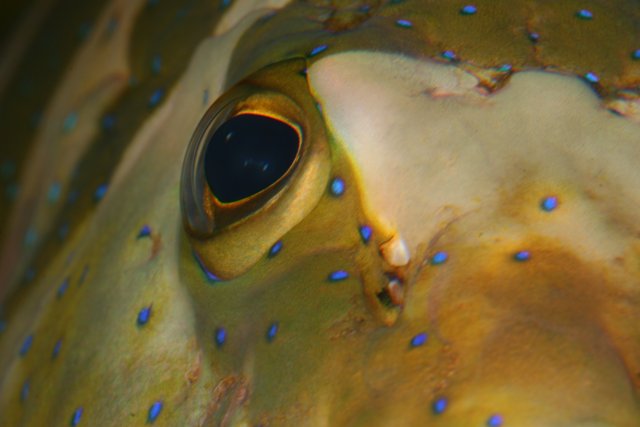 Blue-Eyed Fish