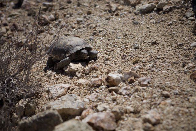 Desert Turtle Trek