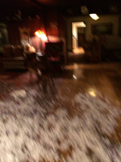 Furry friend enjoys indoor nature walk during hail storm