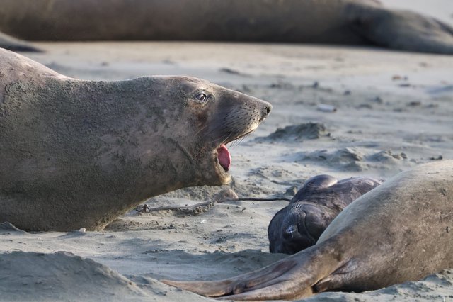 Elephant Seal Vocalizing on Sandy Beach at Drakes Beach