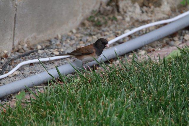 Dark-Eyed Junco Foraging on Suburban Lawn Edge
