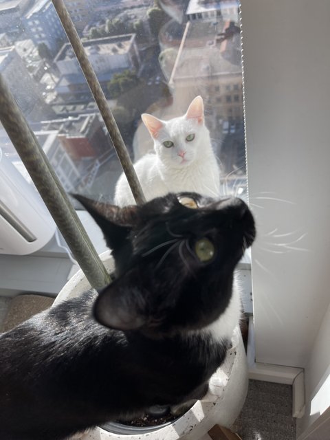 Window Watchers