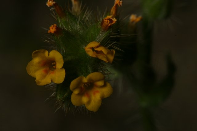 Yellow Geranium Flower in Close-up