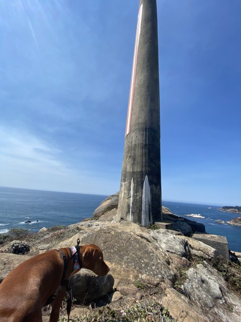 Rocky Lighthouse Companion