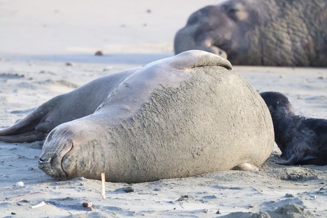 Elephant Seal Resting on Drakes Beach Sand