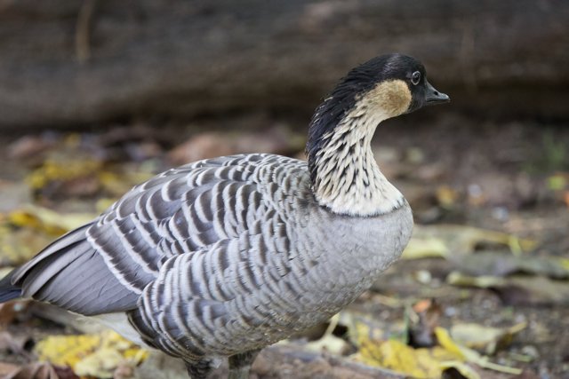 Serene Stance: A Goose at Honolulu Zoo