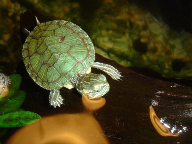 Green and Black Box Turtle