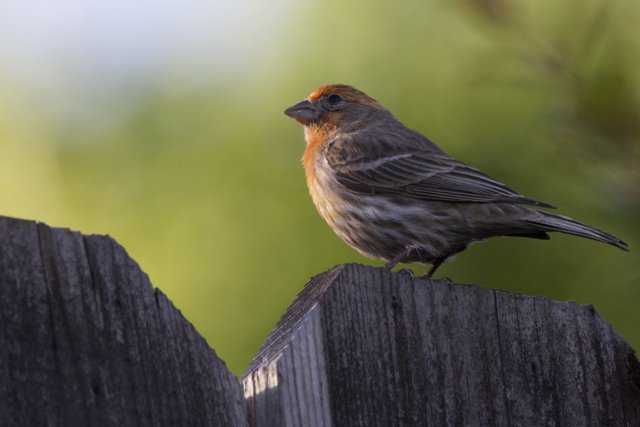 Peaceful Perch