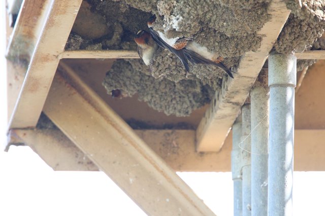 Cliff Swallow Tending to Mud Nest Colony