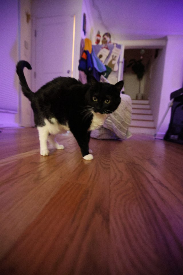 Black and White Cat Mid-Stride on Hardwood Floor