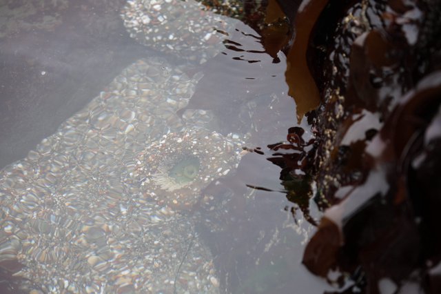 Camouflaged Fish Lurking in Shallow Tide Pool